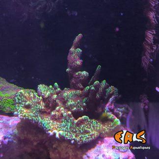 Montipora confusa - taille XL