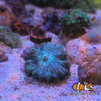 Discosoma marmoratus blue ultra