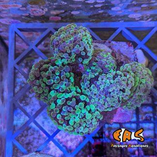 Euphyllia sp. Marble Ultra – taille L