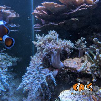Capnella sp. - taille M