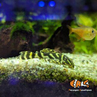 Hypancistrus debilitera L129  (Elevage)