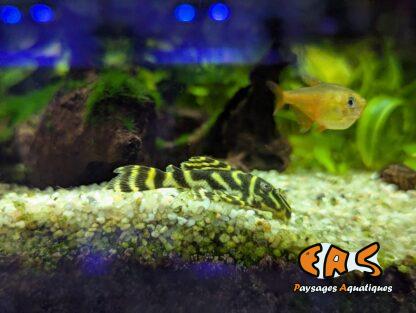 Hypancistrus debilitera L129  (Elevage)