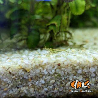 Neocaridina davidi (Crevette d'eau douce, forme sauvage)