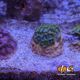 Zoanthus spp. green Premium - taille S