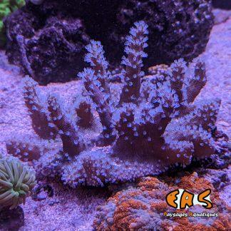 Lobophyton spp. - taille M