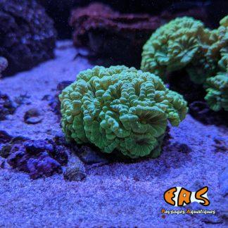 Caulastrea sp. Green ultra - taille L