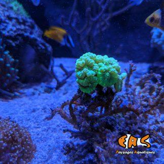 Caulastrea sp. Green ultra - taille S