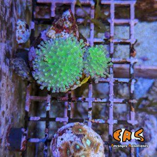 Sarcophyton spp. Ultra - taille S