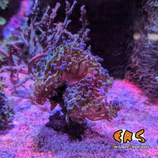 Euphyllia spp. - taille S