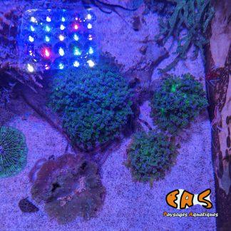 Euphyllia yayaemensis - taille XL