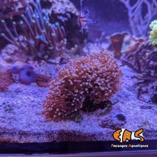 Euphyllia paradivisa premium (Orange/Yellow)