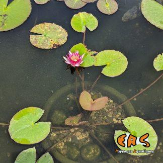 Nénuphar 'Newton' (Nymphea sp.)