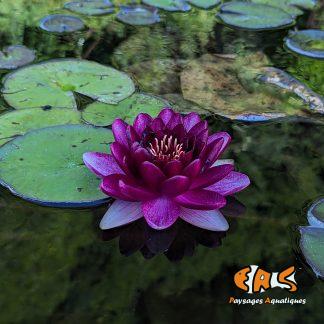 Nénuphar 'Almost Black' (Nymphea sp.)