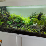 Aquarium 240 litres aquascaping